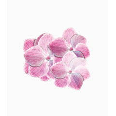 超唯美清新森系手绘粉色花朵