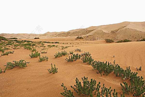 沙漠中的植物