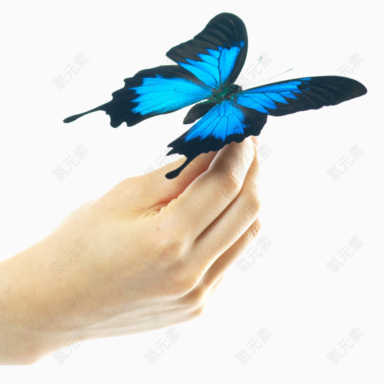 手上的蝴蝶