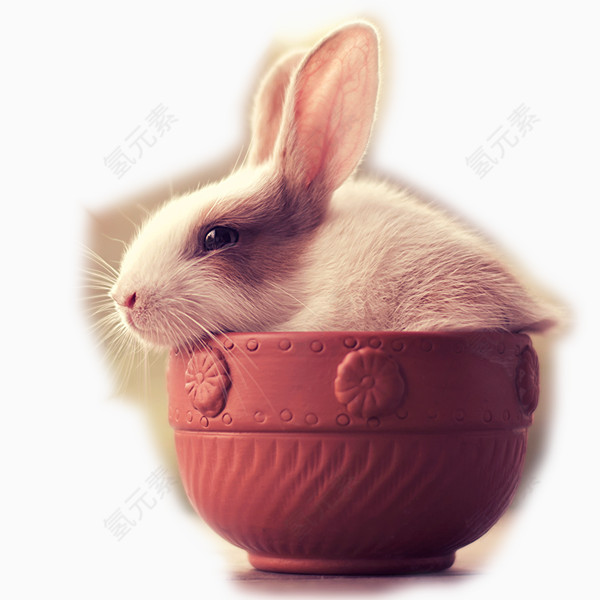 茶杯兔子