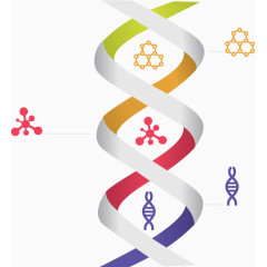 双螺旋DNA分子结构