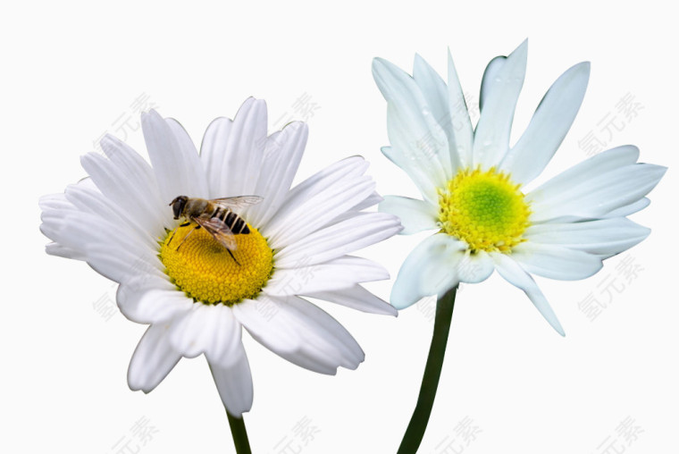 杭白菊和蜜蜂图片素材