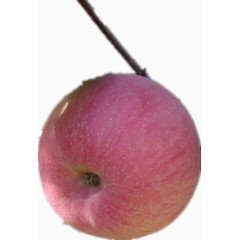 一根挂枝头的苹果