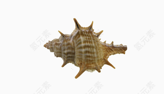 单个海螺