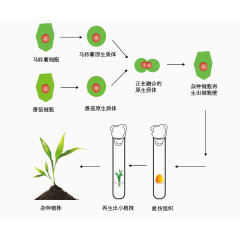 植物体细胞融合照片