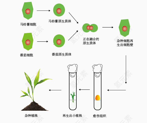 植物体细胞融合照片