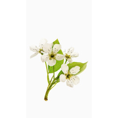 白色梨花