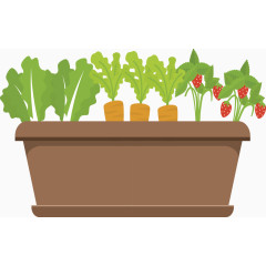 种在花盆里面的蔬菜
