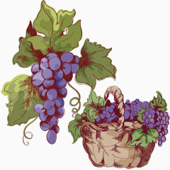 精致紫色葡萄