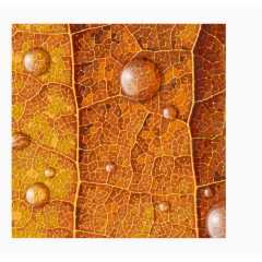 带露珠的秋季树叶矢量素材