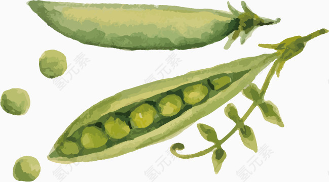 绿色水粉豌豆素材