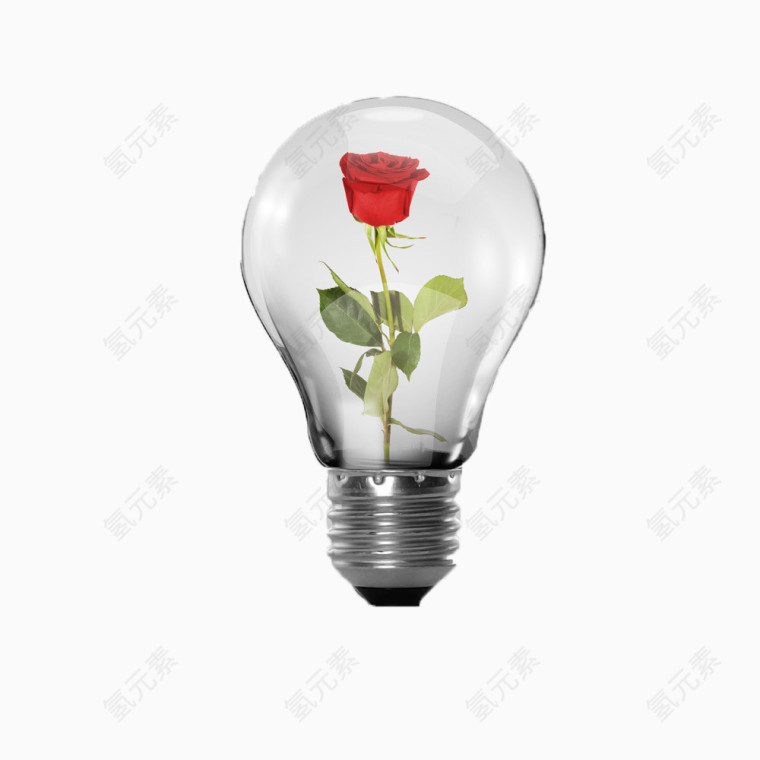 灯泡里的玫瑰花
