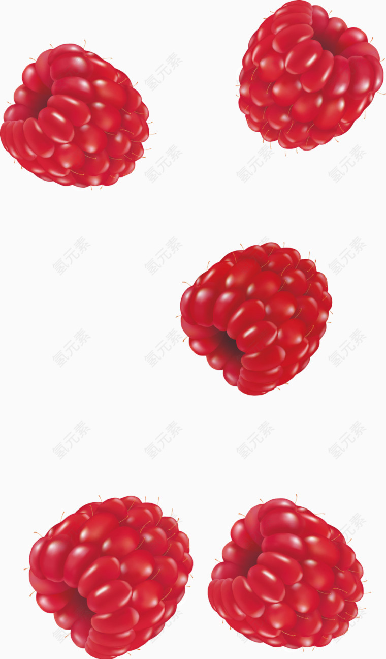 红色树莓