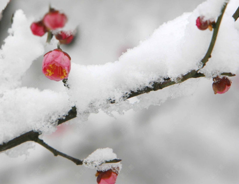 雪梅花素材下载