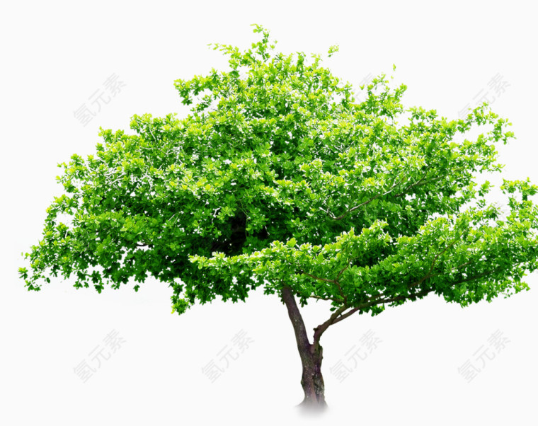 苍翠的树木免抠素材免费下载