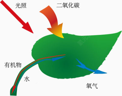 光合作用下载