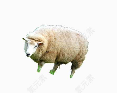 产品实物动物绵羊