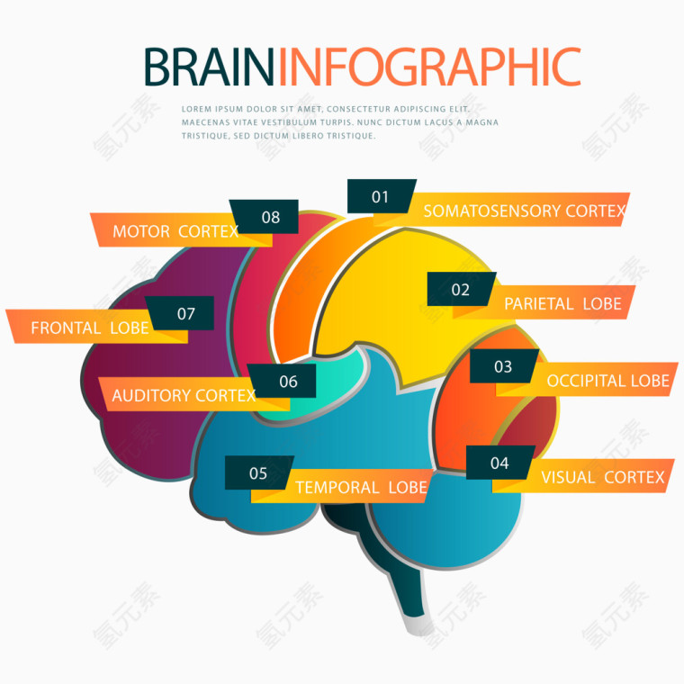 彩色大脑信息图