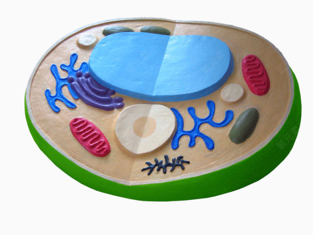 叶绿体细胞模型下载