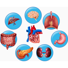 矢量圆形内脏