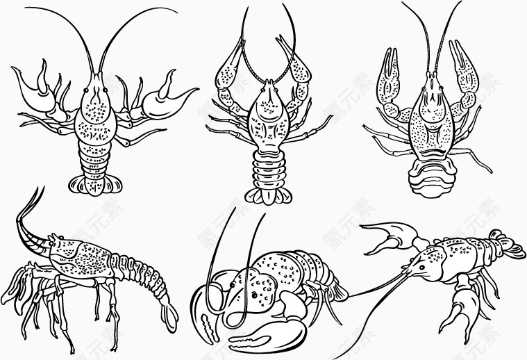 矢量手绘速写龙虾