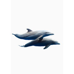 海豚 鱼 海洋生物