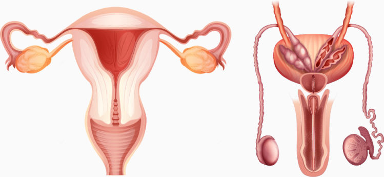 矢量人体生殖结构下载