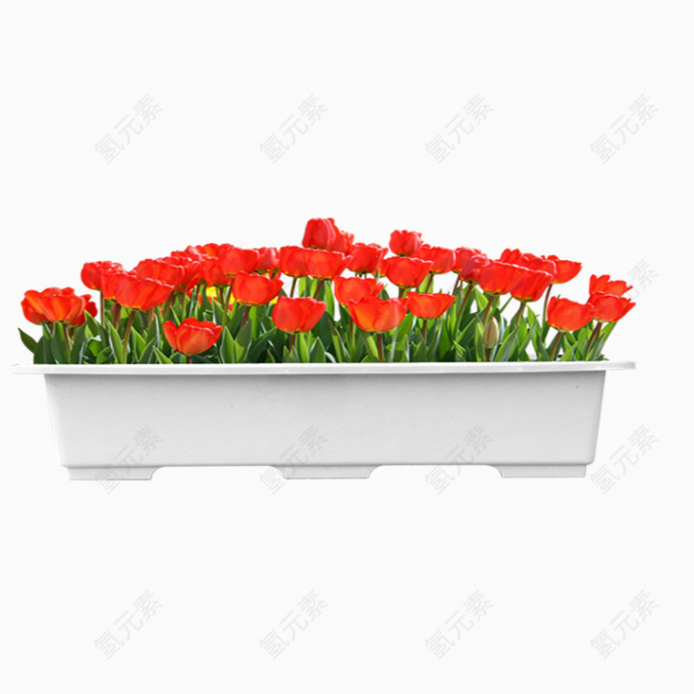 红色花坛