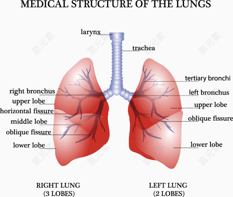 装饰肺部分析图
