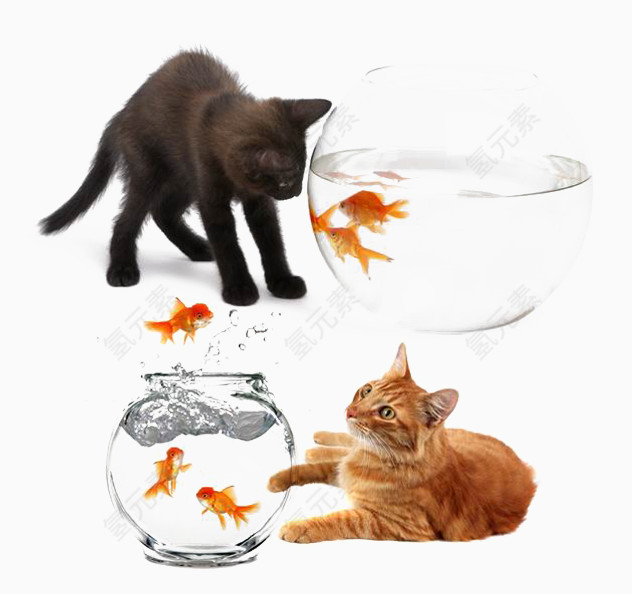 小猫戏耍鱼缸里的小鱼