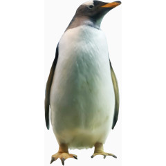 漂亮企鹅
