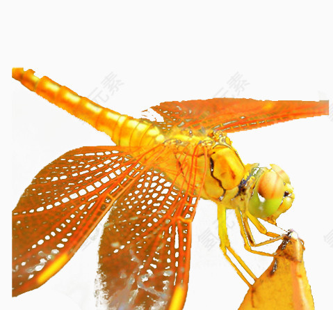 免抠素材黄色的蜻蜓