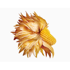 成熟的玉米