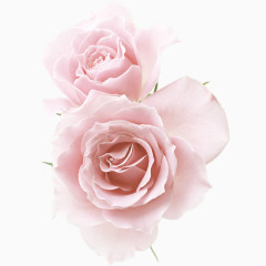 粉白色盛开的花朵矢量图