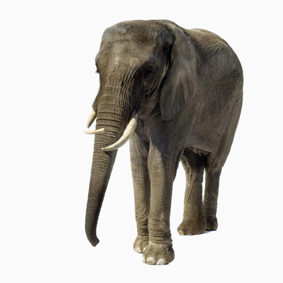 有象牙成年大象下载