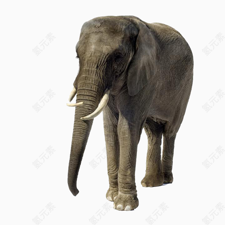 有象牙成年大象