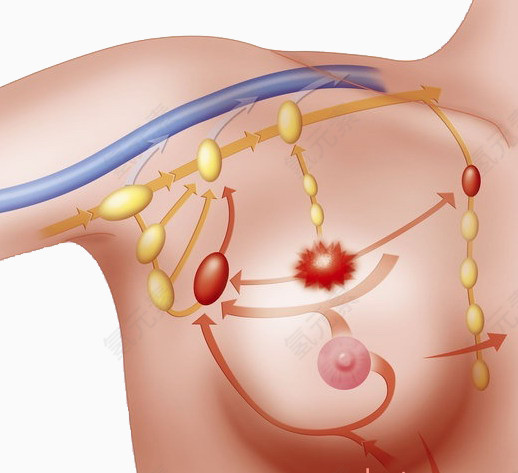 女性乳房血液循环内部图