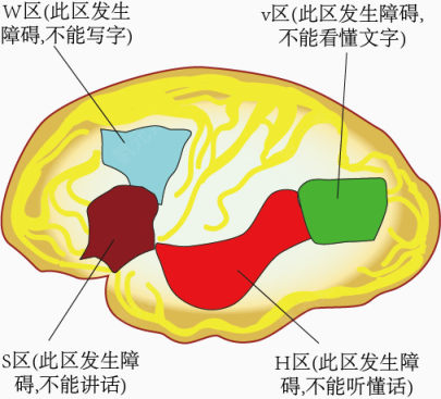 人类大脑皮层功能分区下载