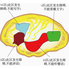 人类大脑皮层功能分区