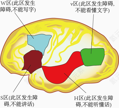 人类大脑皮层功能分区