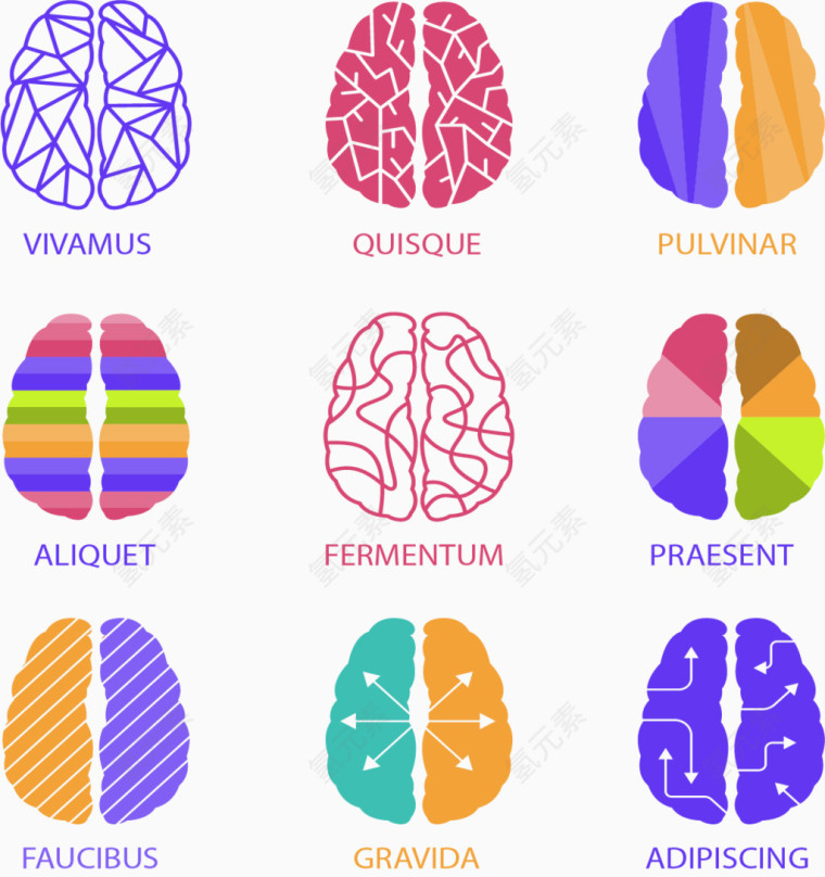 多种多样大脑结构图