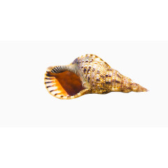 条纹海螺