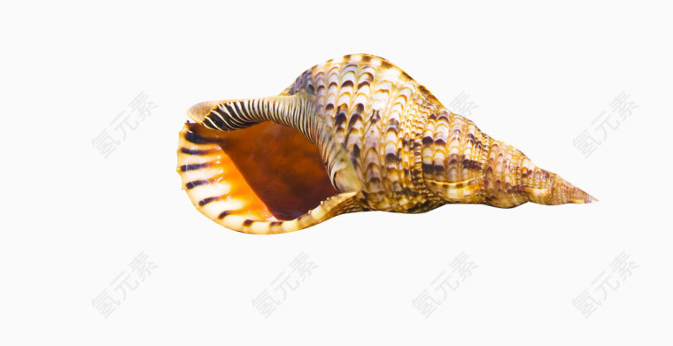 条纹海螺