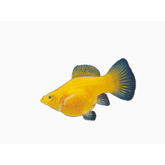 黄色金鱼