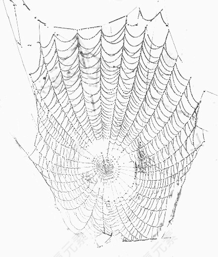 黑白蜘蛛网蜘蛛