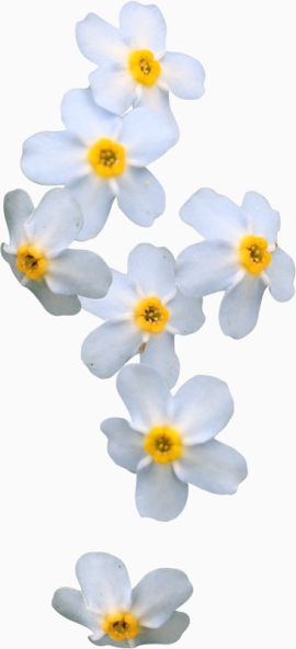 白色水仙花