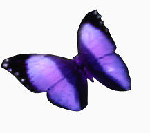 深紫色蝴蝶素材