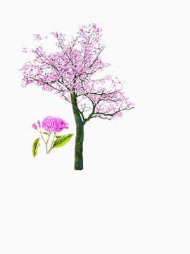 紫藤树矢量图