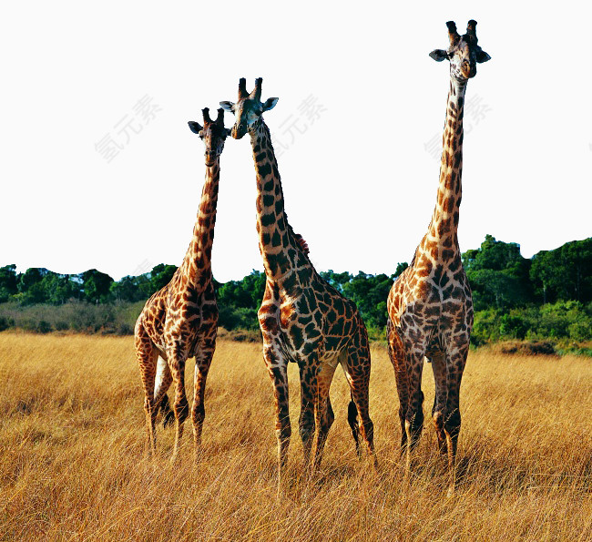 草地上三只高大的长颈鹿