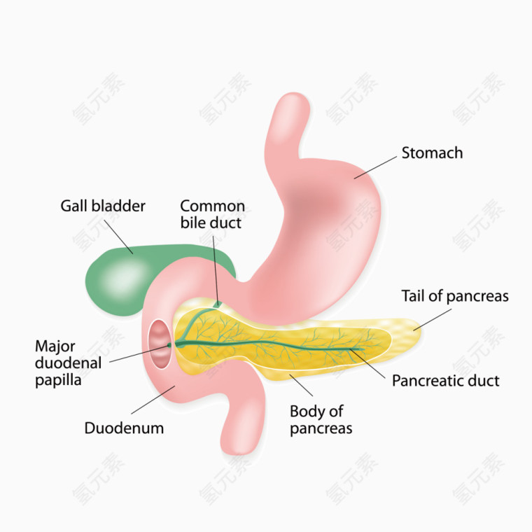 矢量人体的胃